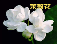 茉莉花钢琴谱文件(五线谱、双手简谱、数字谱、Midi、PDF)免费下载