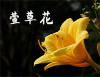 萱草花-你好李焕英插曲钢琴谱文件(五线谱、双手简谱、数字谱、Midi、PDF)免费下载