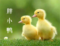 胖小鸭钢琴谱文件(五线谱、双手简谱、数字谱、Midi、PDF)免费下载