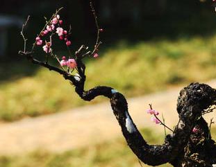 报春(二)钢琴谱文件(五线谱、双手简谱、数字谱、Midi、PDF)免费下载