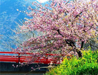 樱花（江户樱）-日本民歌钢琴谱文件（五线谱、双手简谱、数字谱、Midi、PDF）免费下载