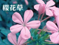 樱花草-Sweety钢琴谱文件(五线谱、双手简谱、数字谱、Midi、PDF)免费下载