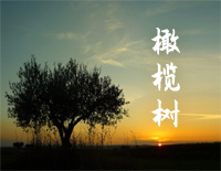 橄榄树-齐豫钢琴谱文件(五线谱、双手简谱、数字谱、Midi、PDF)免费下载