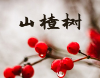山楂树-钟立风钢琴谱文件(五线谱、双手简谱、数字谱、Midi、PDF)免费下载