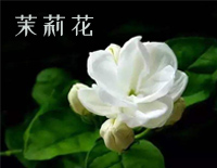 茉莉花-中国民歌-何仿钢琴谱文件(五线谱、双手简谱、数字谱、Midi、PDF)免费下载