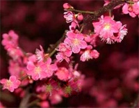 红梅花儿开-红莓花儿开-幸福生活插曲钢琴谱文件(五线谱、双手简谱、数字谱、Midi、PDF)免费下载