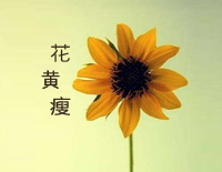花黄瘦-Tina-Pure Morning乐团钢琴谱文件(五线谱、双手简谱、数字谱、Midi、PDF)免费下载