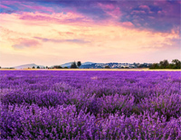 Lavender Hills(薰衣草山丘)钢琴谱文件(五线谱、双手简谱、数字谱、Midi、PDF)免费下载