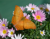 Butterfly-蝴蝶-绿色花园钢琴谱文件(五线谱、双手简谱、数字谱、Midi、PDF)免费下载
