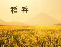 稻香-简单版钢琴谱文件(五线谱、双手简谱、数字谱、Midi、PDF)免费下载