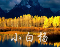 小白杨钢琴谱文件(五线谱、双手简谱、数字谱、Midi、PDF)免费下载