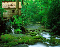 Forest Fantasy-Yiruma李闰珉钢琴谱文件(五线谱、双手简谱、数字谱、Midi、PDF)免费下载