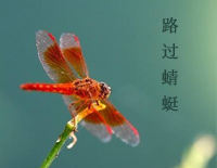 路过蜻蜓-张国荣钢琴谱文件(五线谱、双手简谱、数字谱、Midi、PDF)免费下载
