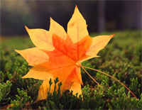 Autumn Leaves-Joseph Kosma钢琴谱文件(五线谱、双手简谱、数字谱、Midi、PDF)免费下载