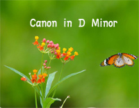 Canon in D Minor钢琴谱文件(五线谱、双手简谱、数字谱、Midi、PDF)免费下载