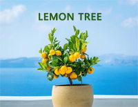 Lemon Tree-C调简单版钢琴谱文件(五线谱、双手简谱、数字谱、Midi、PDF)免费下载