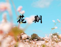 花期-C调简单版钢琴谱文件(五线谱、双手简谱、数字谱、Midi、PDF)免费下载