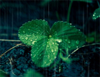 雨水-完美版钢琴谱文件（五线谱、双手简谱、数字谱、Midi、PDF）免费下载
