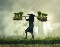 快乐的农夫-The Happy Farmer钢琴谱文件(五线谱、双手简谱、数字谱、Midi、PDF)免费下载
