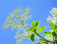 槐花几时开-When Do the Pagoda Trees Blossom钢琴谱文件(五线谱、双手简谱、数字谱、Midi、PDF)免费下载