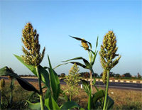 丰收歌-Harvest Song钢琴谱文件（五线谱、双手简谱、数字谱、Midi、PDF）免费下载