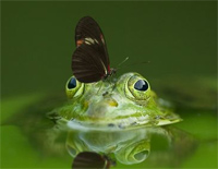 小青蛙-Little Frogs钢琴谱文件(五线谱、双手简谱、数字谱、Midi、PDF)免费下载