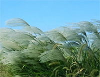 拔根芦柴花-Pull up a Reed Catkin钢琴谱文件(五线谱、双手简谱、数字谱、Midi、PDF)免费下载
