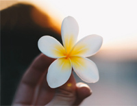 幸福花儿开-The Blooming Flower of Happiness钢琴谱文件(五线谱、双手简谱、数字谱、Midi、PDF)免费下载