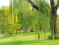 杨柳青-Green Willow Trees钢琴谱文件(五线谱、双手简谱、数字谱、Midi、PDF)免费下载