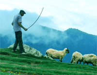 五哥放羊-The Fifth Brother Keeping the Sheep钢琴谱文件(五线谱、双手简谱、数字谱、Midi、PDF)免费下载