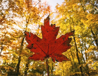 哦 加拿大-O Canada-加拿大国歌-人人钢琴网