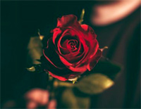Roses-Against the Current-人人钢琴网