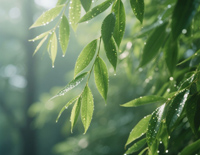 又见柳叶青-费玉清-人人钢琴网