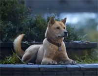 我的名字-忠犬八公ED-人人钢琴网