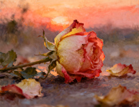 玫瑰也曾温柔过-王娜-人人钢琴网