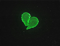 Kryptonite-Anson Seabra-人人钢琴网