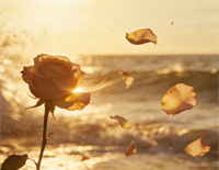 海屿你-马也_Crabbit-Cole先生-人人钢琴网